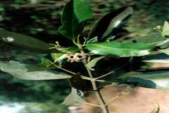 Bruguiera cylindrica